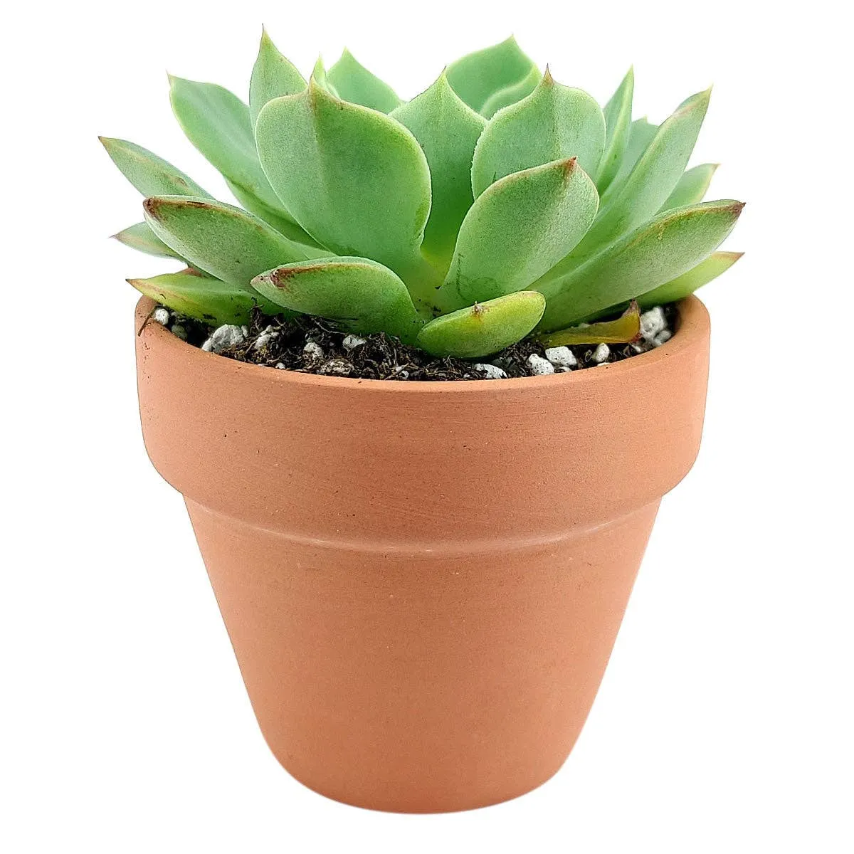 Terracotta 3.5 inch Pot - Pot with Drainage for Plants